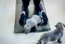 Minister Adema wil verbod op puppy-yoga in Amsterdam minister-adema-wil-verbod-op-puppy-yoga-in-amsterdam