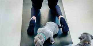 minister-adema-wil-verbod-op-puppy-yoga-in-amsterdam