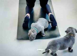 Minister Adema wil verbod op puppy-yoga in Amsterdam minister-adema-wil-verbod-op-puppy-yoga-in-amsterdam