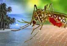 Recordaantal Nederlandse toeristen besmet met knokkelkoorts news-13082024-105622