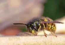 Wespen telling start morgen: Waarom zien we er (nog) zo weinig? news-17082024-085835