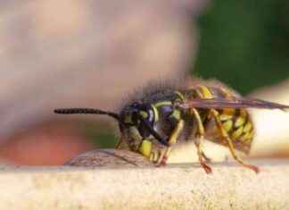 Wespen telling start morgen: Waarom zien we er (nog) zo weinig? news-17082024-085835