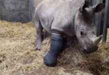 Neushoorn ondergaat succesvolle operatie voor gebroken poot news-19092024-210241