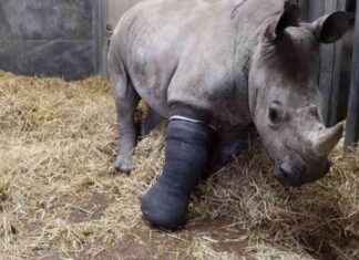 Neushoorn ondergaat succesvolle operatie voor gebroken poot news-19092024-210241