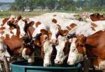 Belasting op waterputten: Provincie richt zich op grote gebruikers news-19092024-212720