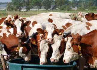 Belasting op waterputten: Provincie richt zich op grote gebruikers news-19092024-212720