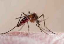 Muggen gebruiken verrassende methode om mensen op te sporen news-19092024-222615