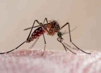 Muggen gebruiken verrassende methode om mensen op te sporen news-19092024-222615