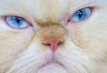 Waarom lijkt mijn kat altijd chagrijnig? Ontdek de reden hier news-19092024-224306