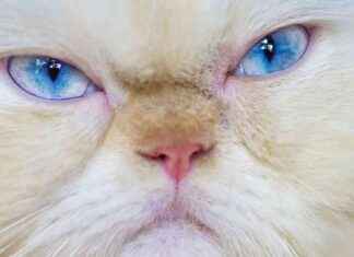 Waarom lijkt mijn kat altijd chagrijnig? Ontdek de reden hier news-19092024-224306