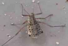 Gigantische bladluis uit Azië: Frans weet alles news-21092024-155014