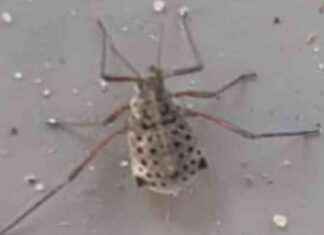 Gigantische bladluis uit Azië: Frans weet alles news-21092024-155014