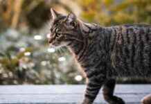 Kat vindt weg terug na verdwijning tijdens kampeervakantie news-23092024-013444