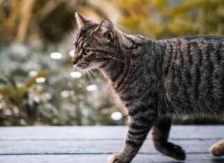 Kat vindt weg terug na verdwijning tijdens kampeervakantie news-23092024-013444