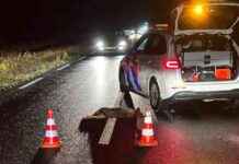 Drie wolven doodgereden in Otterlo – Nieuws en updates news-26092024-134622