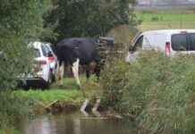 Vrouw aangevallen door stier in Wijdewormer – Wat te doen en hoe te voorkomen news-28092024-154810