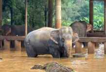 Redding van olifanten in Thailand na overstromingen news-04102024-213034