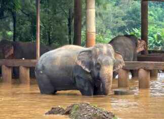 Redding van olifanten in Thailand na overstromingen news-04102024-213034