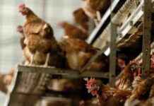 Boerenbond bezorgd over ontevreden pluimvee- en varkenshouders news-15102024-083940