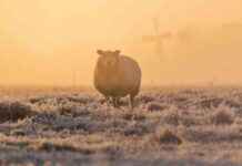 Weerswaarschuwing: Dichte mist in het noorden van Nederland news-19102024-041653