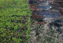 Europees Parlement wil versoepeling van anti-boskapwet news-14112024-162243