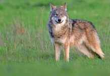 Wandelaar (40) aangevallen door wolf: ‘Rotschop om hond te redden’ news-29112024-164556
