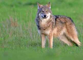 Wandelaar (40) aangevallen door wolf: ‘Rotschop om hond te redden’ news-29112024-164556