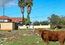 Meer vossen en wilde zwijnen dan auto’s op wegen Noord-Israël news-30112024-224857