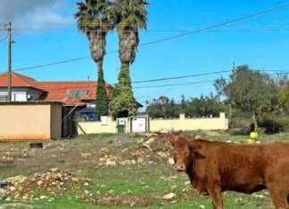 Meer vossen en wilde zwijnen dan auto’s op wegen Noord-Israël news-30112024-224857