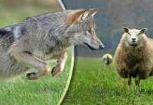 De controverse rondom wolven in Nederland: een diepgaande analyse de-controverse-rondom-wolven-in-nederland-een-diepgaande-analyse