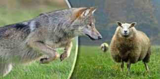 de-controverse-rondom-wolven-in-nederland-een-diepgaande-analyse