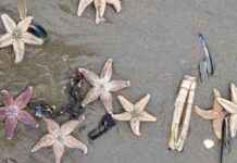 Duizenden zeesterren spoelen aan op Noord-Hollandse stranden, waaronder Zandvoort duizenden-zeesterren-spoelen-aan-op-noord-hollandse-stranden-waaronder-zandvoort