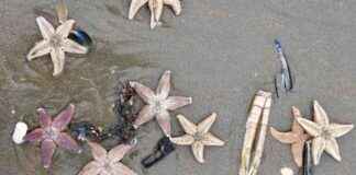 duizenden-zeesterren-spoelen-aan-op-noord-hollandse-stranden-waaronder-zandvoort