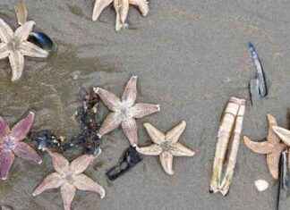 Duizenden zeesterren spoelen aan op Noord-Hollandse stranden, waaronder Zandvoort duizenden-zeesterren-spoelen-aan-op-noord-hollandse-stranden-waaronder-zandvoort