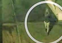 Politie onderzoekt één dader van twee moorden in Rotterdam politie-onderzoekt-n-dader-van-twee-moorden-in-rotterdam