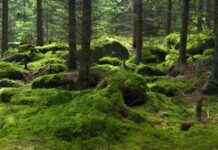 Eerste sessie Nationale Klimaatburgerassemblee: focus en doelstellingen eerste-sessie-nationale-klimaatburgerassemblee-focus-en-doelstellingen