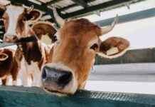 Geen mond-en-klauwzeer aangetroffen bij geïmporteerde runderen uit Brandenburg. geen-mond-en-klauwzeer-aangetroffen-bij-gemporteerde-runderen-uit-brandenburg