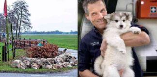 dierenarts-klaar-om-wolventerreur-wereldwijd-aan-te-pakken-met-revolutionaire-methode
