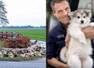 Dierenarts klaar om wolventerreur wereldwijd aan te pakken met revolutionaire methode dierenarts-klaar-om-wolventerreur-wereldwijd-aan-te-pakken-met-revolutionaire-methode