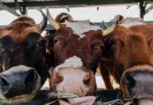 Raad van State beslissing kan problemen opleveren voor boeren uitkoopregeling raad-van-state-beslissing-kan-problemen-opleveren-voor-boeren-uitkoopregeling