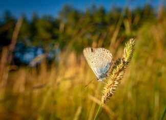 Amanda Cerny OnlyFans – Wat ze deelt en waarom het zo populair is Amanda Cerny OnlyFans – Wat ze deelt en waarom het zo populair is