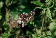 Camilla Araujo OnlyFan – Een blik op haar exclusieve content Camilla Araujo OnlyFan – Een blik op haar exclusieve content