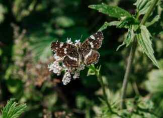 Camilla Araujo OnlyFan – Een blik op haar exclusieve content Camilla Araujo OnlyFan – Een blik op haar exclusieve content