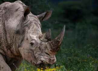 Corinna Kopf OnlyFans – Wat staat er op haar profiel? Corinna Kopf OnlyFans – Wat staat er op haar profiel?