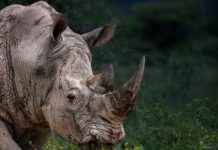 Corinna Kopfs OnlyFans Leak – Wat is er uitgelekt van haar profiel? Corinna Kopfs OnlyFans Leak – Wat is er uitgelekt van haar profiel?