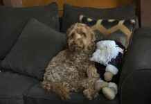 Emily Black OnlyFans Leaks – Wat is er echt gelekt? Emily Black OnlyFans Leaks – Wat is er echt gelekt?