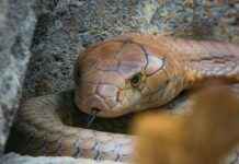 Hannah Owo OnlyFan Leak – Wat is er precies gelekt? Hannah Owo OnlyFan Leak – Wat is er precies gelekt?