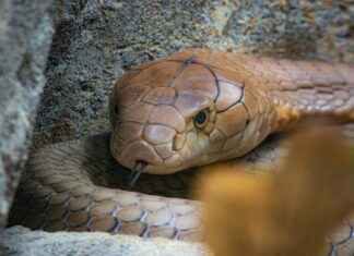 Hannah Owo OnlyFans Leak – Details over het recente lek Hannah Owo OnlyFans Leak – Details over het recente lek