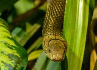 Hannah Owo OnlyFans Leaked – De waarheid over de uitgelekte beelden Hannah Owo OnlyFans Leaked – De waarheid over de uitgelekte beelden