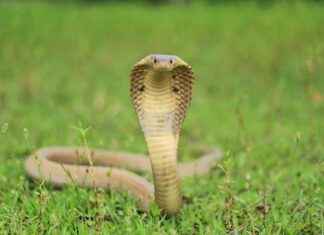 Hannah Owo OnlyFans Leaks – Wat zegt het internet? Hannah Owo OnlyFans Leaks – Wat zegt het internet?